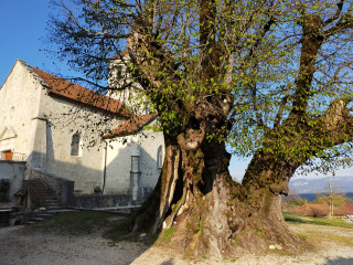 Eglise et tilleul de Villes